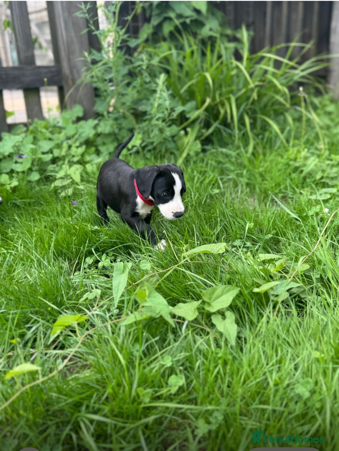Mixed Breed dogs for sale: Pattendales cross ready now 🩷 - Image 3