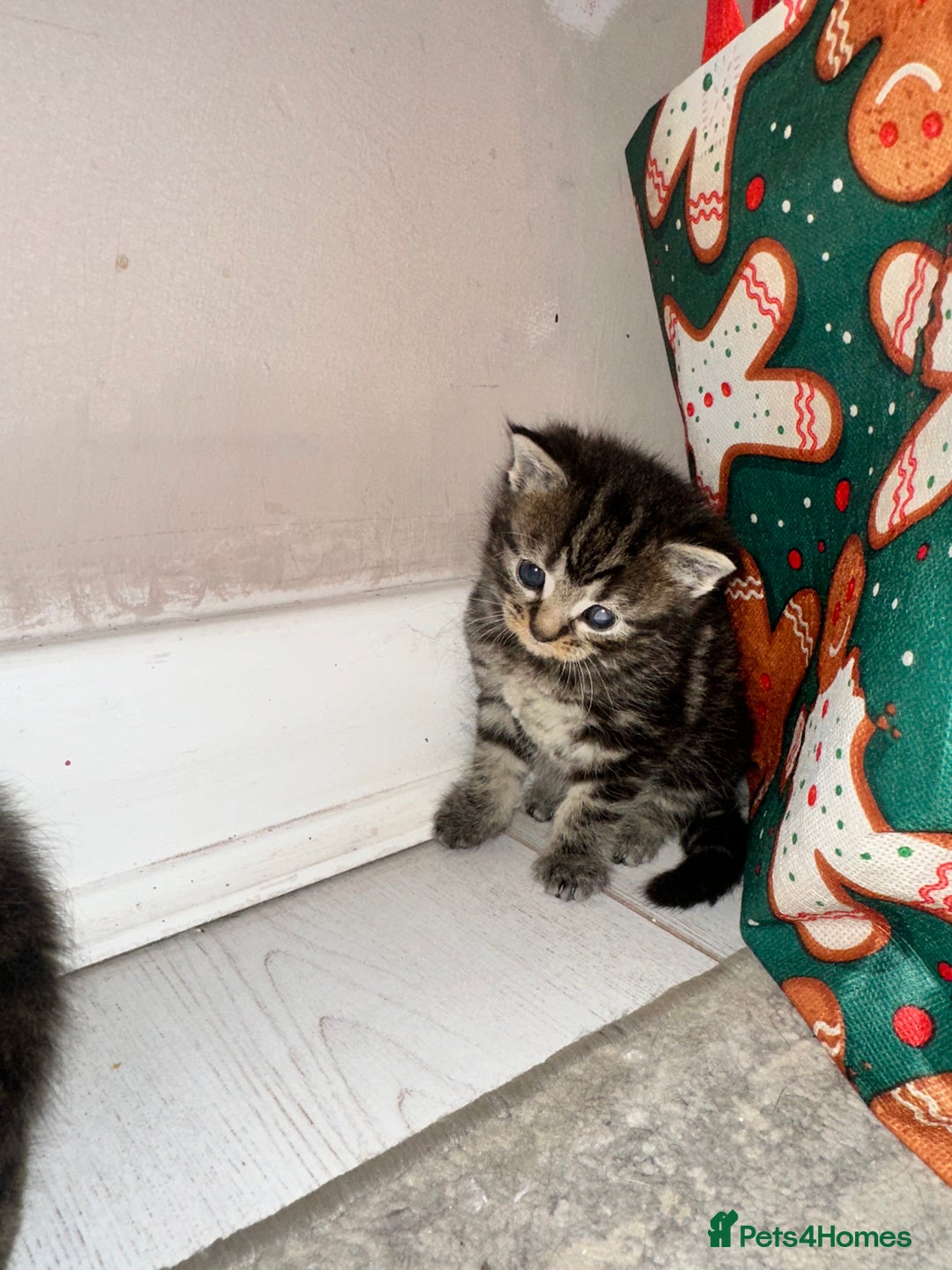 Maine Coon cats for sale: 5 MAINE COON X BABIES FOR SALE  - Advert 26
