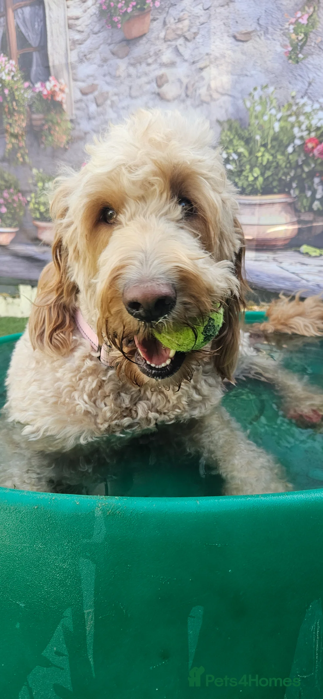 Double Doodle dogs for sale: Double Doodle Puppies in Bristol - Advert 2