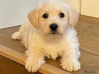 West Highland Terrier dogs Adorable westiepoo puppy - Advert 15