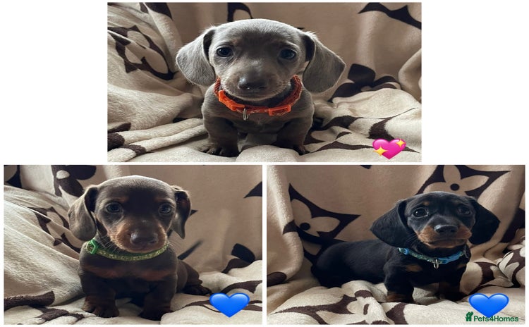 Miniature Dachshund dogs - Advert 7