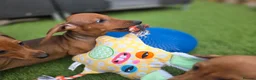 Dachshund dogs for sale: Standard Dachshund KC registered puppies - Advert 4