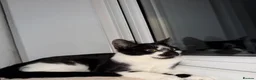British Longhair cats for sale: Sweet and adorable 🥹💕 in Southampton - Advert 4