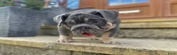 English Bulldog dogs for sale: English bulldogs blue tan fully suited boy & girl - Advert 28