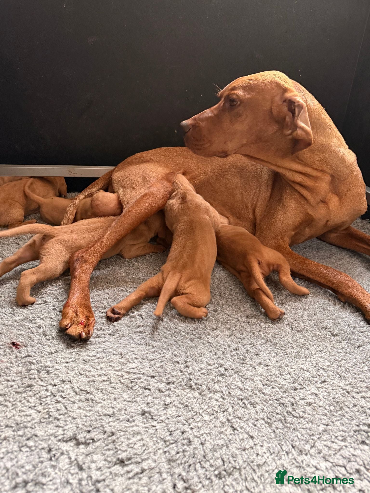 Hungarian Vizsla dogs     KC Hungarian Vizsla Puppies - Licensed ⭐ - Advert 14