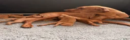 Hungarian Vizsla dogs for sale:     KC Hungarian Vizsla Puppies - Licensed ⭐ - Advert 9