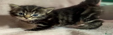 Norwegian Forest Cat 4