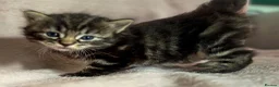 Norwegian Forest Cat cats for sale: Norwegian forest cross kittens for sale - Advert 3