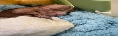 Cockapoo 4
