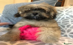 Shihpoo dogs for sale: shihpoo puppies for sale  - Image 2