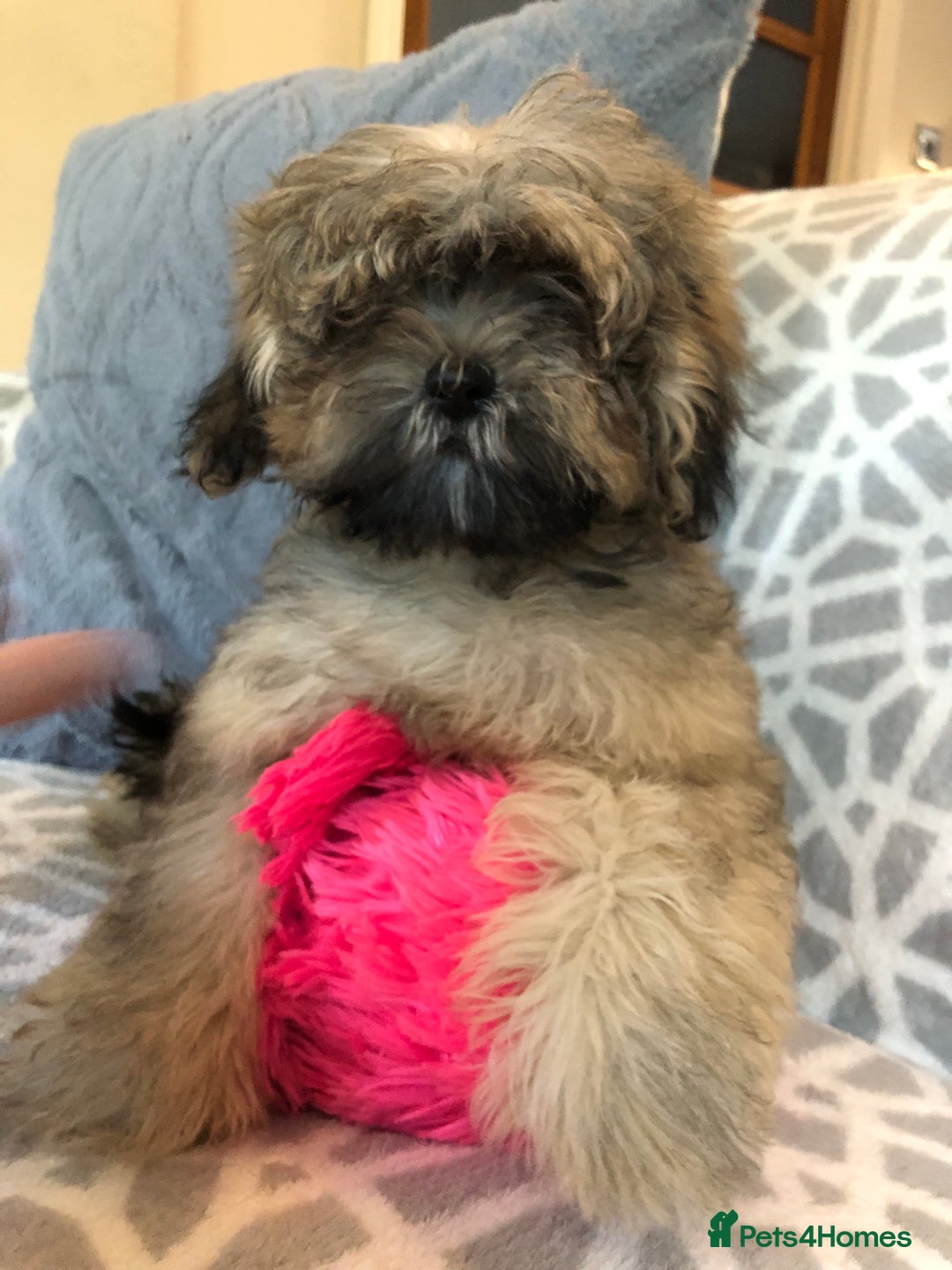 Shihpoo dogs for sale: shihpoo puppies for sale  - Image 2