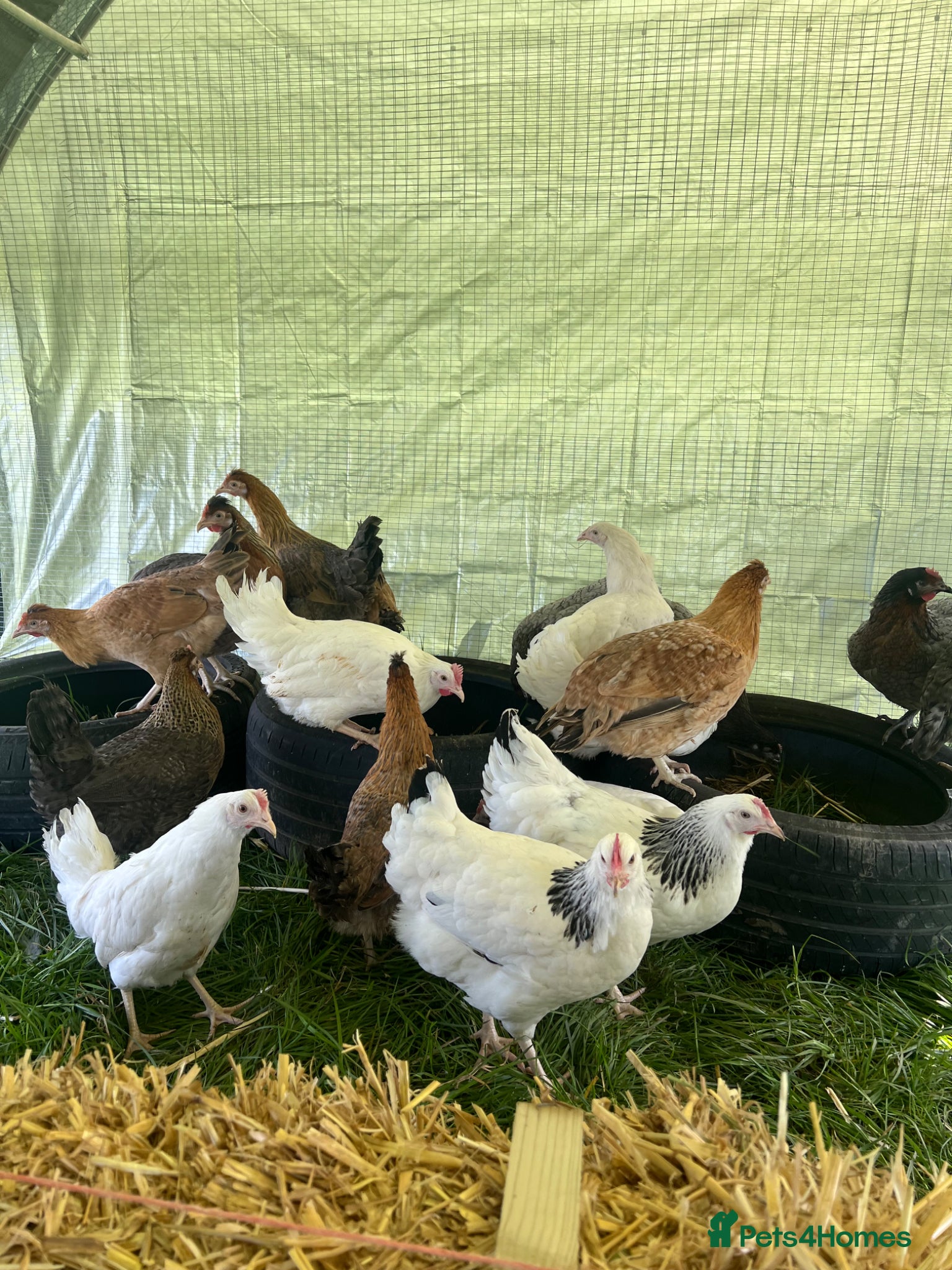 Chickens poultry Hybrid Point of Lay Pullets (Hens) - Advert 1