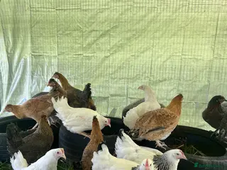 Chickens poultry for sale: Hybrid Point of Lay Pullets (Hens) - Advert 1