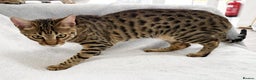Savannah cats for sale: Three beautiful F5 SBT Savannah sisters - Advert 4