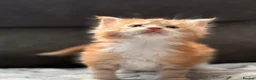 Maine Coon cats for sale: Xl Maine coon kittens health tested parents Tica R - Advert 29