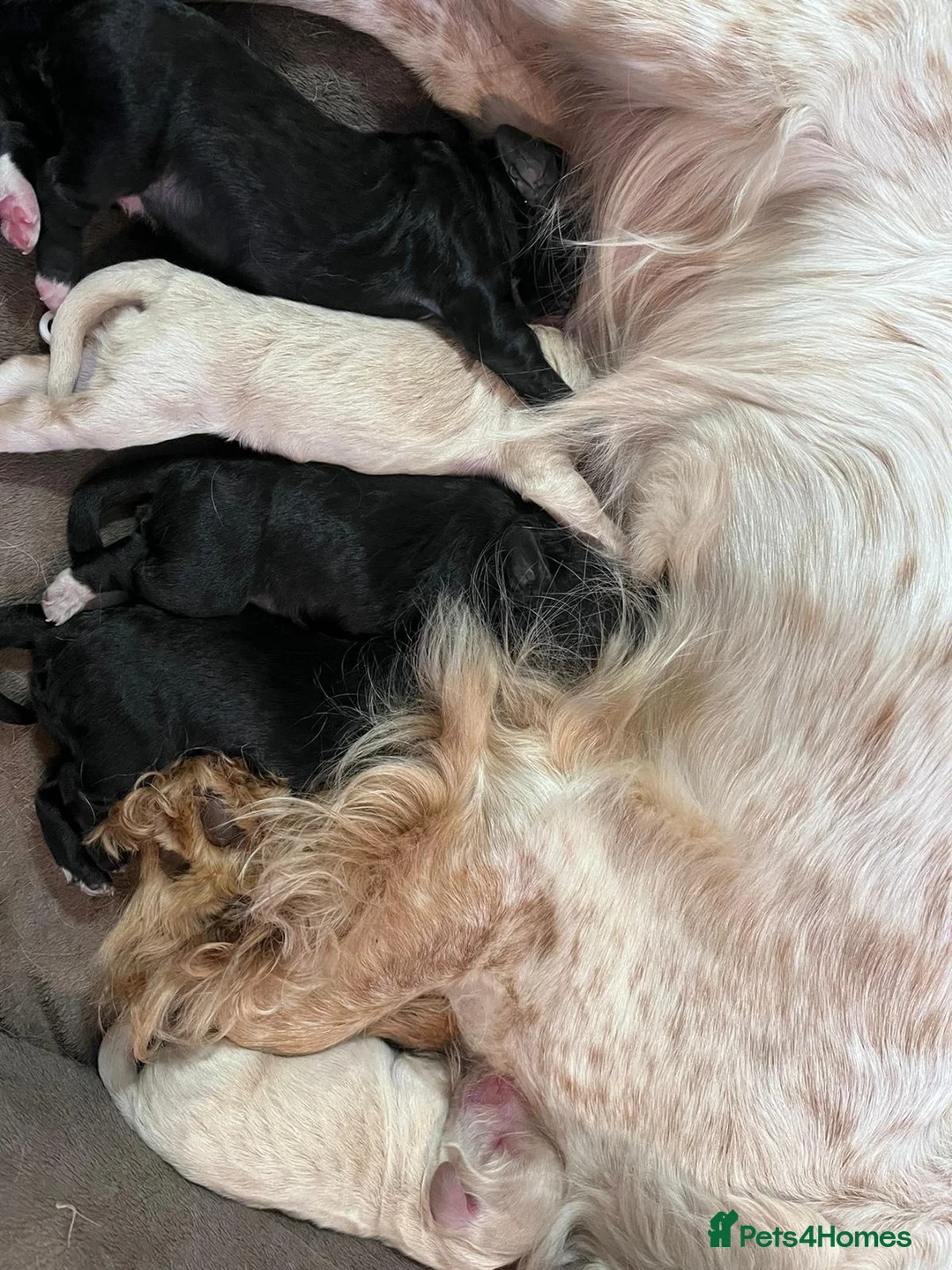 Toy Poodle dogs for stud: *STUD* Gorgeous KC Registered Toy Poodle in Manchester - Advert 17