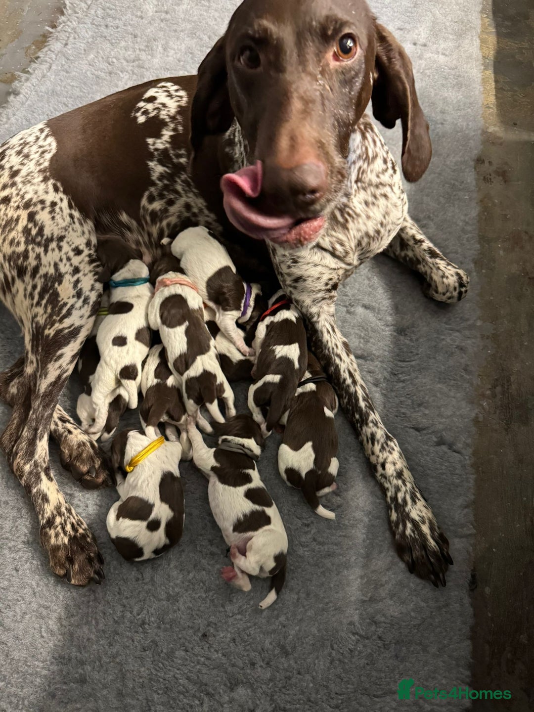German Shorthaired Pointer dogs for sale: German Short Haired Pups - Serbian Blood Lines - Image 18