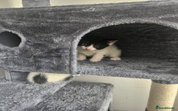 Mixed Breed cats for sale: 3 boys 2 girls - Image 7