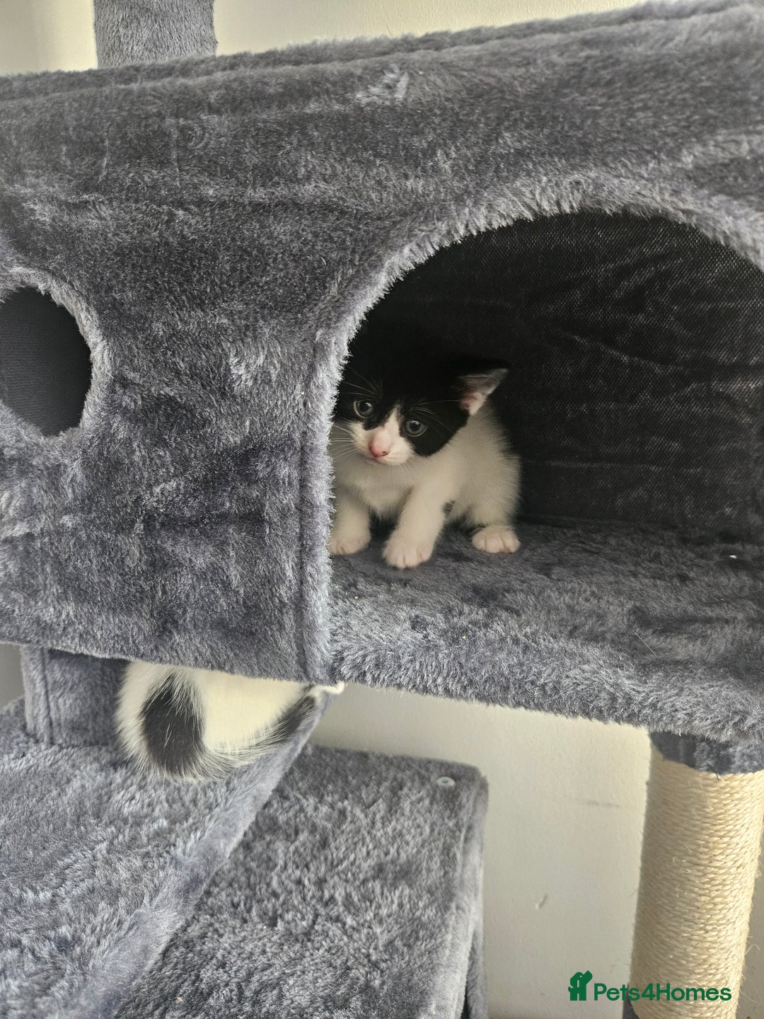 Mixed Breed cats for sale: 3 boys 2 girls - Image 7