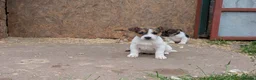 Jack Russell dogs for sale: Jack Russell Puppies - Advert 7