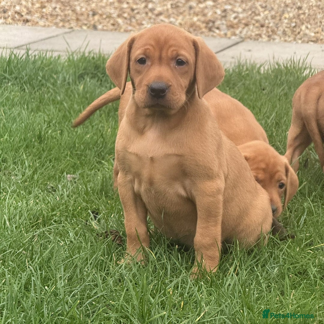 Mixed Breed dogs for sale: Vizsla x Labrador  - Image 6