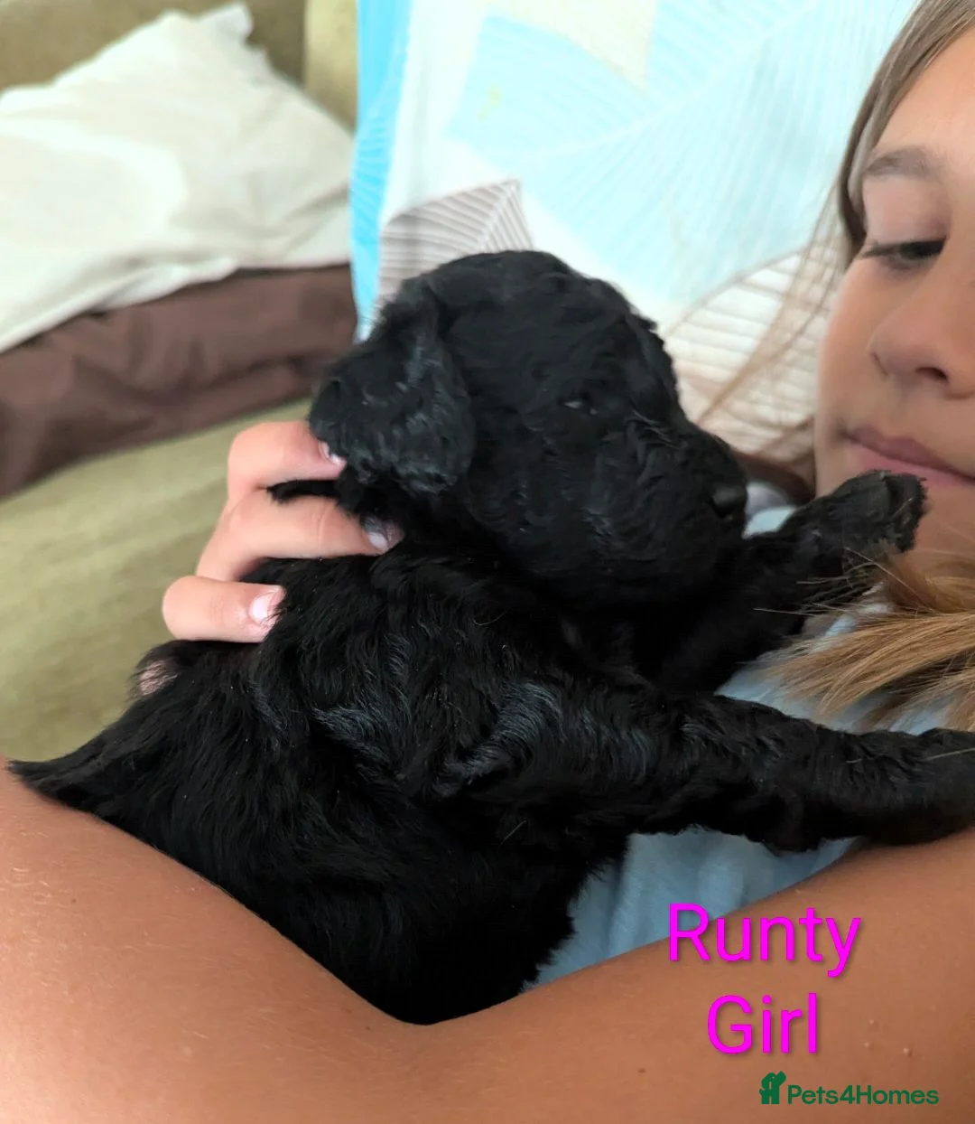 Goldendoodle dogs for sale: F1b Standard Goldendoodle Puppies blue/black - Advert 26