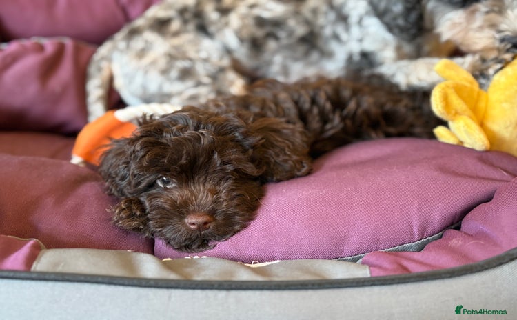 Cavapoo dogs in London - Advert 2