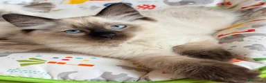 Ragdoll 1 pink ( Reserved)