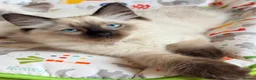 Ragdoll cats for sale:  Last one looking forever home, ready to go now  - Advert 16