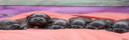 Staffordshire Bull Terrier dogs for sale: 💚💚💚BLUE STAFFIES 💚💚💚 - Advert 2