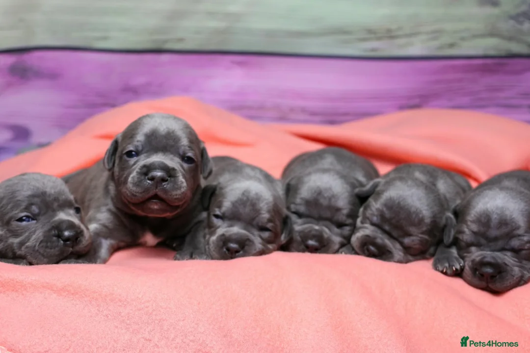 Staffordshire Bull Terrier dogs for sale: 💚💚💚BLUE STAFFIES 💚💚💚 - Advert 2