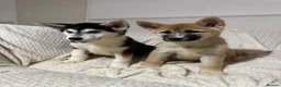 Huskita dogs for sale: Huskita Puppies FULLY VACCINATED - Advert 1