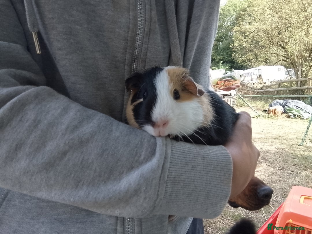 Guinea Pig rodents for sale: 2 bonded female  guinea pigs for sale  - Image 7