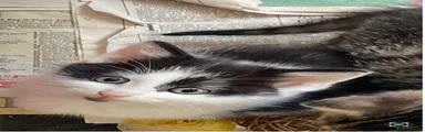 Mixed Breed 2