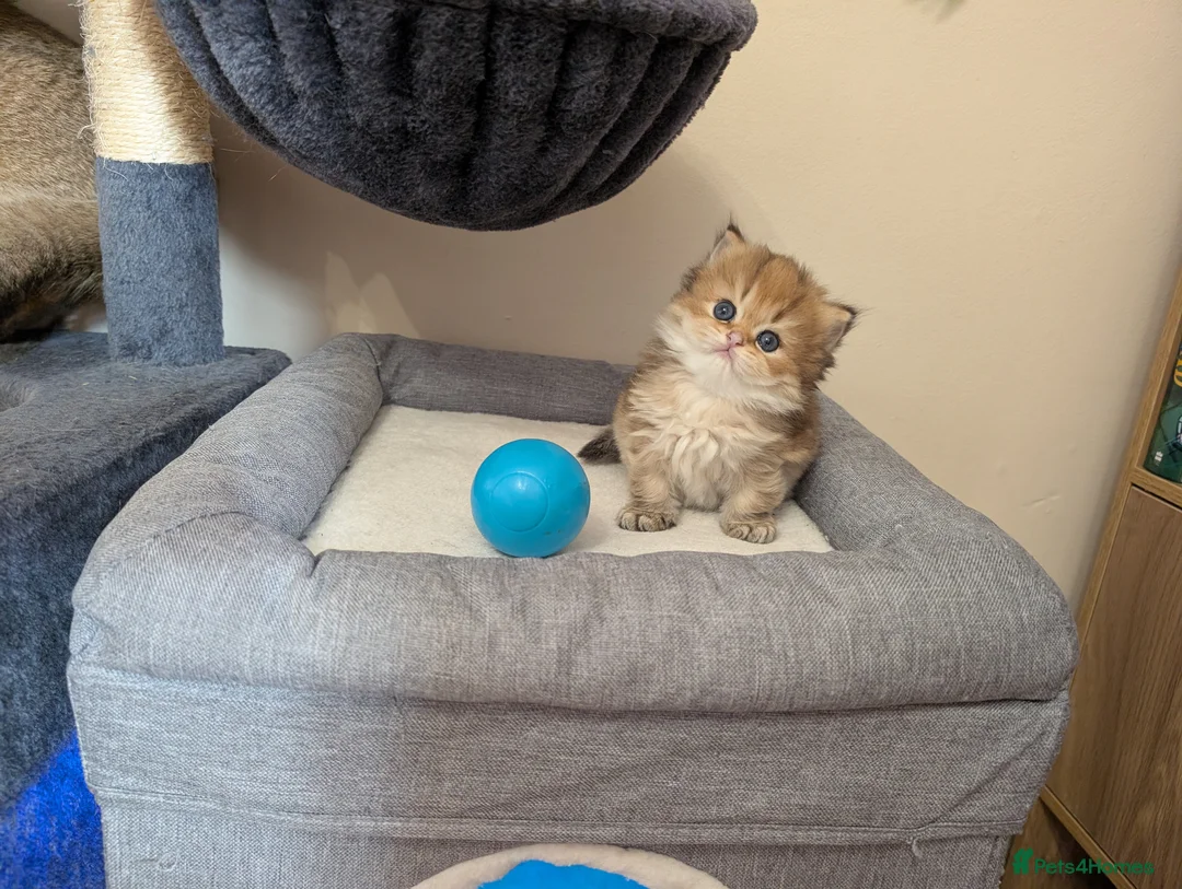 British Longhair cats for sale: British long hair  - Advert 2
