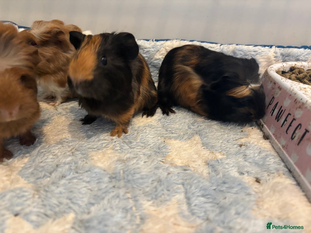 Guinea Pig rodents for sale: Baby Guinea pigs  - Image 2