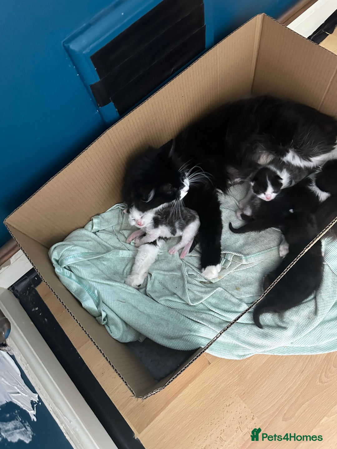 Mixed Breed cats for sale: 3 beautiful kittens available  - Image 7
