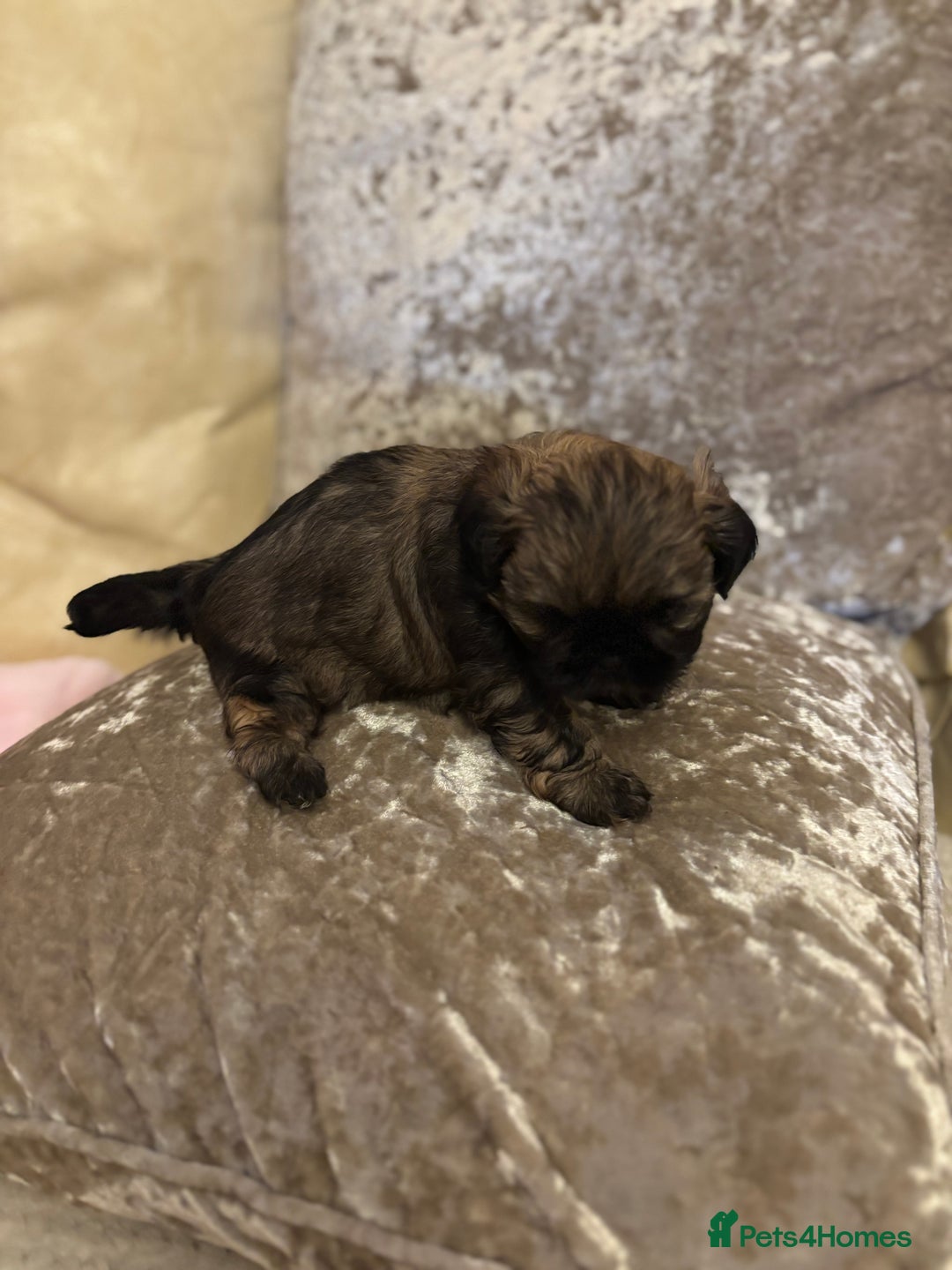Shih Tzu dogs for sale: Shih Tzu puppies - Image 11