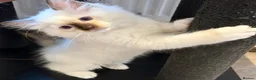 Ragdoll cats for sale: Stunning GCCF Ragdoll Kittens - Advert 11