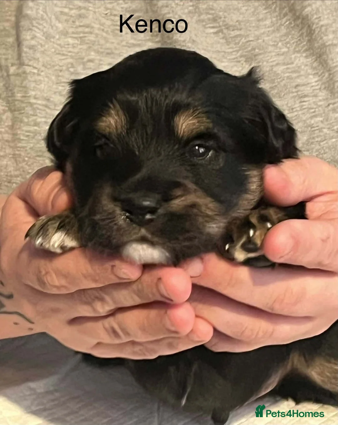 Mixed Breed dogs for sale: For sale 3 chowba cross sprocker puppies - Advert 2