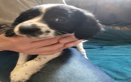 English Springer Spaniel dogs for sale: 9 Beautifully marked English Springer Spaniels  - Image 19