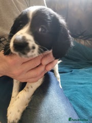 English Springer Spaniel Puppy 9
