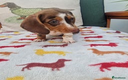 Miniature Dachshund dogs for sale: 🐾 Miniature Dachshund Puppies for Sale 🐾 - Image 39