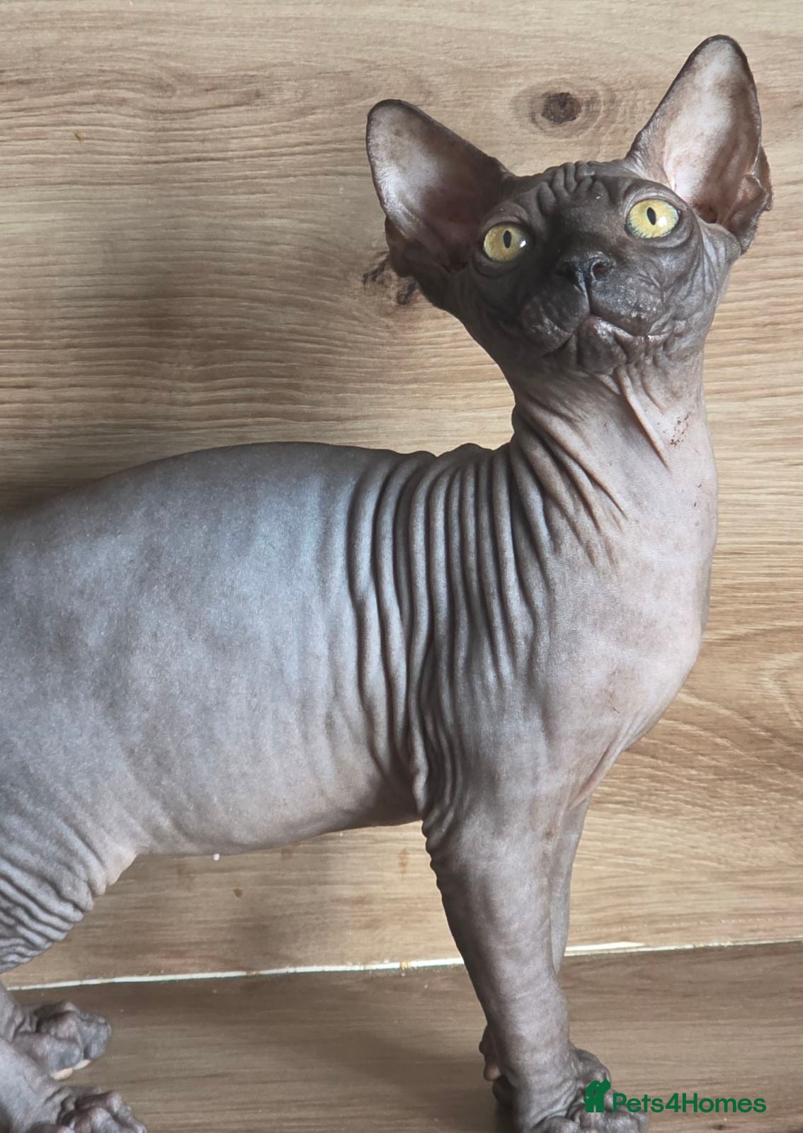 Sphynx cats FIFe registered Black stunning kittens - Advert 7