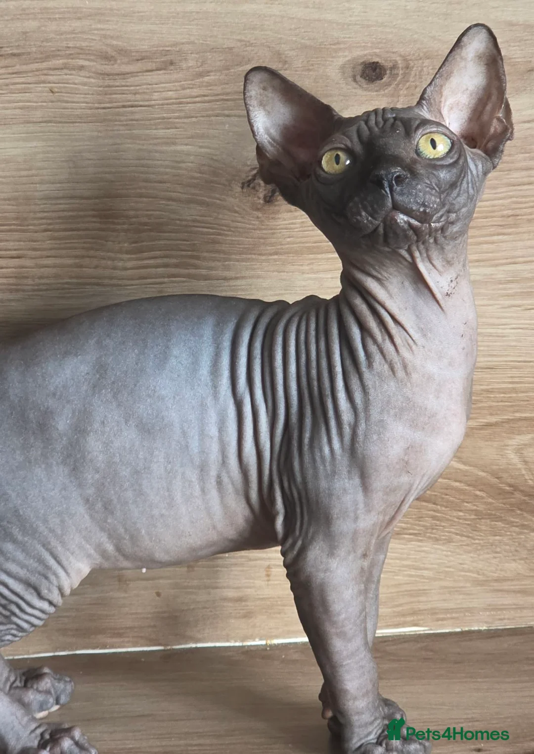 Sphynx cats for sale: FIFe registered Black stunning kittens - Advert 1