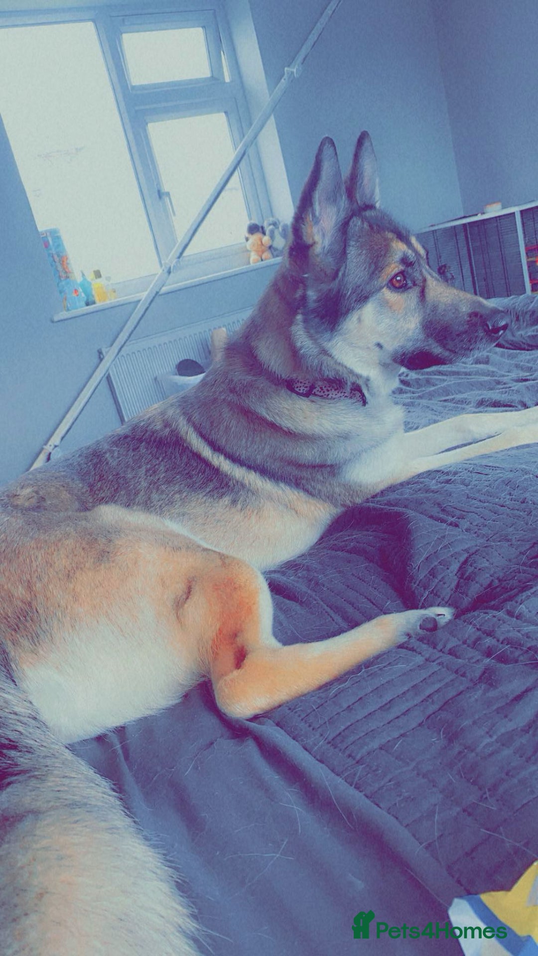 German Shepherd dogs for sale: River female German shepherd  - Advert 18