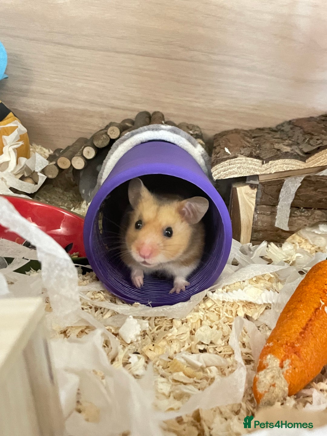 Hamster rodents for sale: Kobe  - Image 3