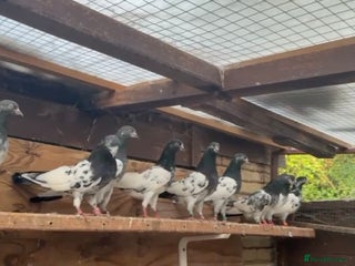 Pigeons birds - Advert 1