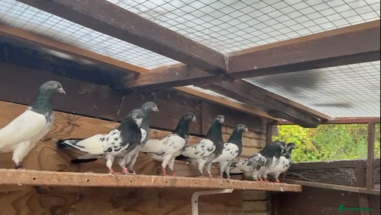 Pigeons birds - Advert 3