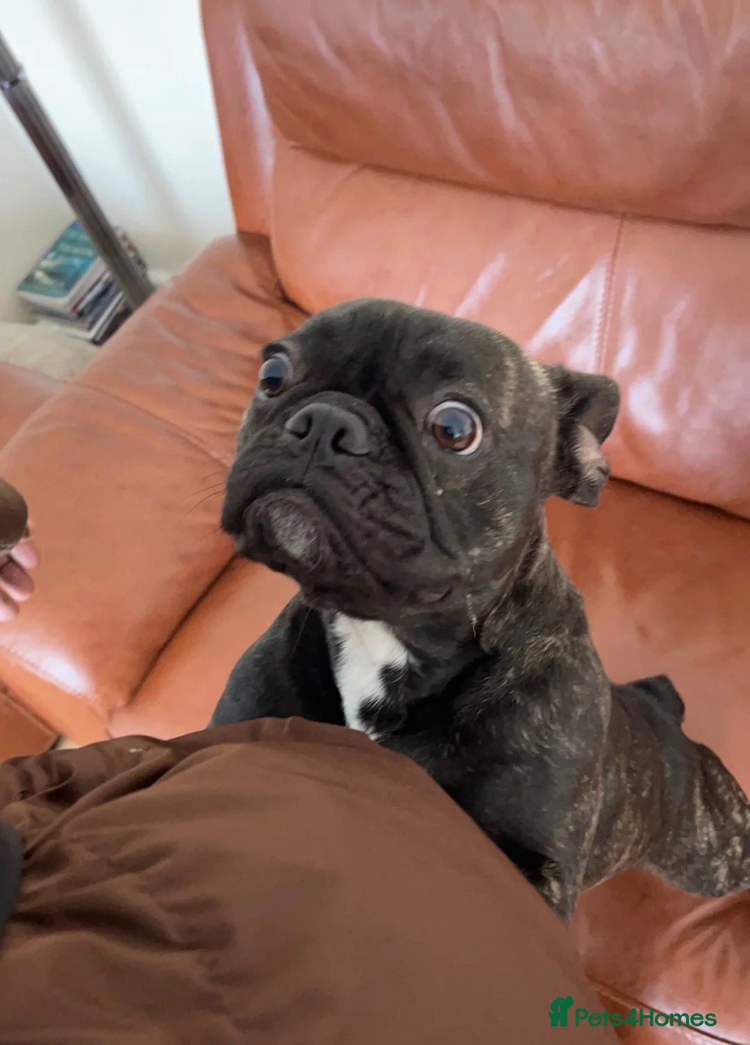 French Bulldog dogs for sale: Very cute French bulldog  - Advert 2
